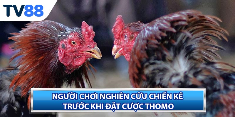 Kinh nghiệm bắt kèo và quan sát Đá Gà Thomo